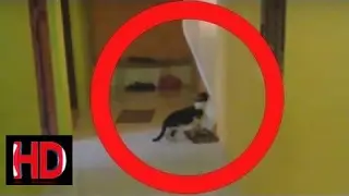 Top 5 Ghost Caught Videos 2015! Real Or Fake? Real Ghost Videos Caught On Tape | Scary Videos
