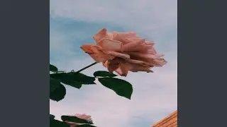 I like you