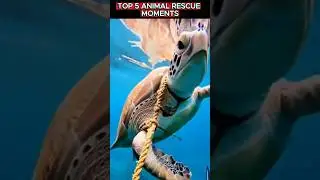 Ranking Top 5 Animal Rescues Moments #2 #AnimalRescue #SaveAnimals #KindnessMatters