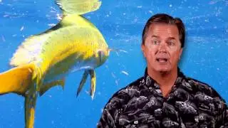 Fishing for Dolphin in the Florida Keys