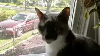 Kinsey's Cats: Arwen (aka Birth Defect Cat)