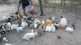 Cho thỏ nhịn đói và cái kết