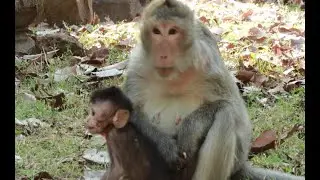 Elsa Mum Monkey And Baby Ellis Monkey,February10,2022..MR137