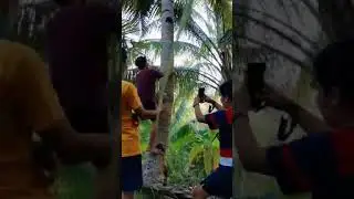 Coconut transition