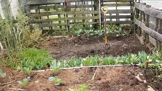 It's Tomato time! Early spring Heirloom planting and hillside garden update