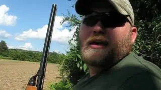 dove hunting 2019