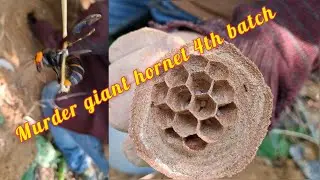 Went to My Friends Village To Search  Murder Giant Hornet || Luckily found One gaint Hornet...