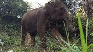 Return of the Elephants: Saving China’s Elephants