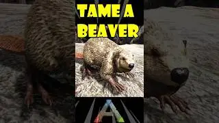 Ark Beaver Tame