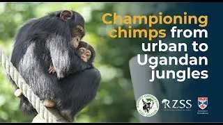 Championing chimps from urban to Ugandan jungles | Royal Zoological Society of Scotland