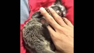 Very tame baby Asian Palm Civet