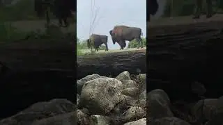 Buffalo peeing