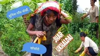 आज हामीले के रोपियो त? झार उखाल्न गको पानी परेर बिजोक रमाइलो भयो।🌧️