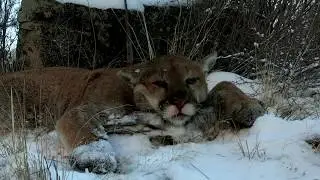 Solo hunting HUGE 155lb Washington cougar.