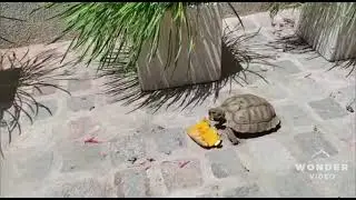 Propiedades de alimentos de f&aacute;cil acceso para tortuga terrestre argentina Chaco tortoise