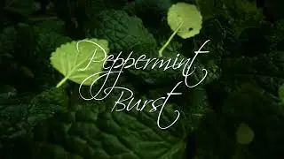 Akbar Peppermint Burst - Flavoured Green Tea | World's Largest Ceylon Tea Exporter