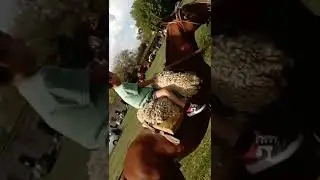 brunito