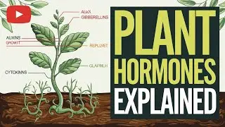 Plant Hormones Explained | Functions, Types, and Their Role in Growth