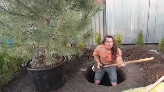 INCREDIBLE TREE PLANTING !!! ( НЕВЕРОЯТНАЯ ПОСАДКА ДЕРЕВА !!! )