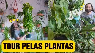 TOUR pelas PLANTAS do Apartamento - Família Araceae - Urban Jungle
