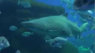 Haifische - Treffen mit Haifischen.