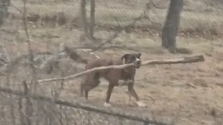 Jetson With His Suppa Long Stick 🤪& The Rest Were Glad To Get Outside! 🙂