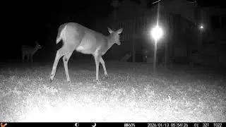 My NEW Trail Cam! 🎥 Deck Feeders, Stray Cats, and the Skunk Mission!