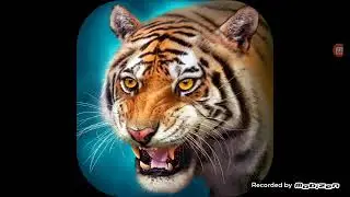 The tiger theme/music video (Swift apps LTD)-The Pikachu and the Ninetales