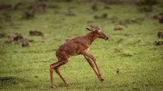 The Funniest Baby Steps - Newborn Topi Learning to Walk in the Maasai Mara