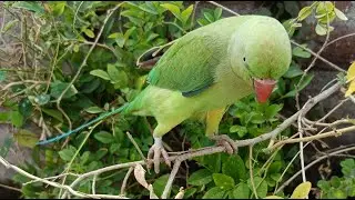 Talking parrot 🦜🦜 मम्मी पापा बोलने वाला मिट्ठू#