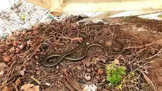 California Striped Racer Snake