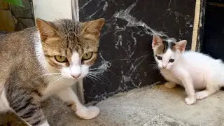 Mama Cat Hugs Her Kitten Mickey