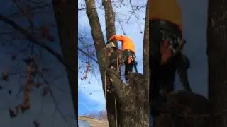 Tree Service Company In Sussex NJ Area Tops A Tree Using A Crane