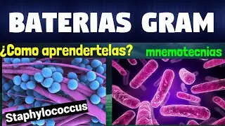 MNEMOTECNIA BACTERIAS GRAM POSITIVAS Y BACTERIAS GRAM NEGATIVAS