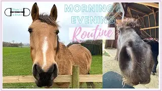 MORNING AND EVENING ROUTINE | Winter Yard Routine | Diary Of A Dun