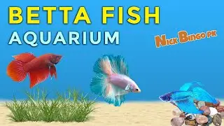 Making the Ultimate  Betta Fish Tank Step By Step Guide! Nick Bingo pk