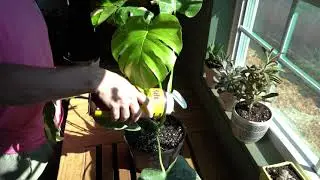 Don&rsquo;t Skip This Step Before Bringing Your Plants Inside For Winter! 🌿 | Carson&rsquo;s Greenhouse & Gifts