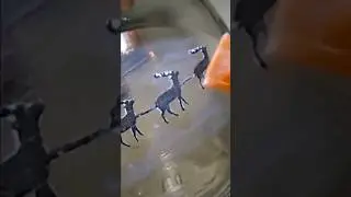 Santa's Sleigh 🦌 DIY Lantern