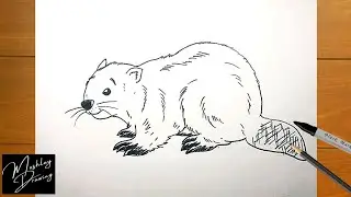 How to Draw a Beaver Easy