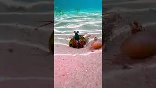Mantis Shrimp's Lightning Fast Strike!