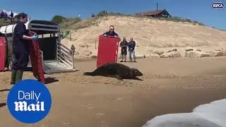 Seal named Sir David Attenborough is released back into the wild