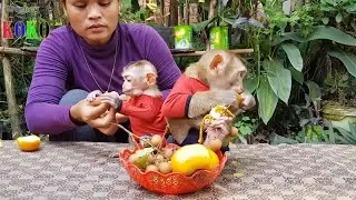 Tiny Yoko & Brother Monkey Koko Enjoy Eating A Lot Of Fruits
