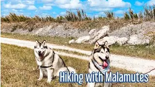 Taking my Alaska Malamute for a hike at the Everglades