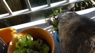 2014 08 08 Mackacat eating hot pepper leaves and lettuce