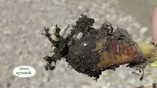 AGRO PREPORUKA - Minirajuća muva luka (Napomyza gymnostoma)