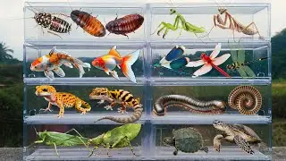 I am hunting for insects in the garden I found a Madagascar Cockcroach, Gecko, Turtle, Praing Mantis