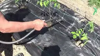 Tomato Planting Time And Weed Suppression
