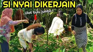 Si nyai di kerjain kena ulat bulu super jumbo
