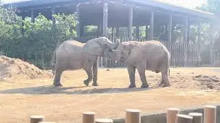 Safari park ❣️Dubai 