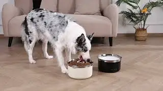 Prevent Choking & Bloating &ndash; Slow Water Bowl for Pets